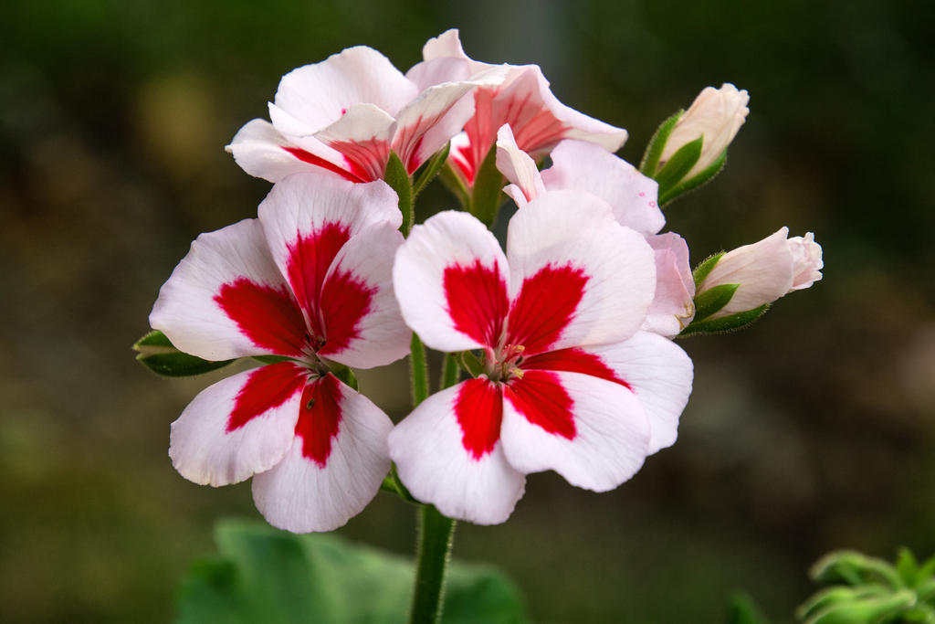Something Pretty by tonysphotos on DeviantArt