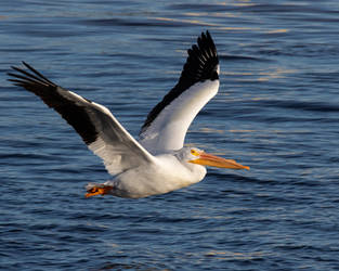 Skimming the Water