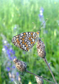 another Melitaea phoebe