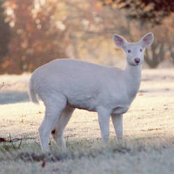 albino deer