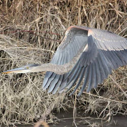 great blue heron 