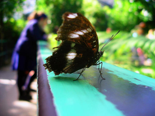 Perched on a rail