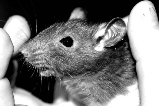 Baby rat 2