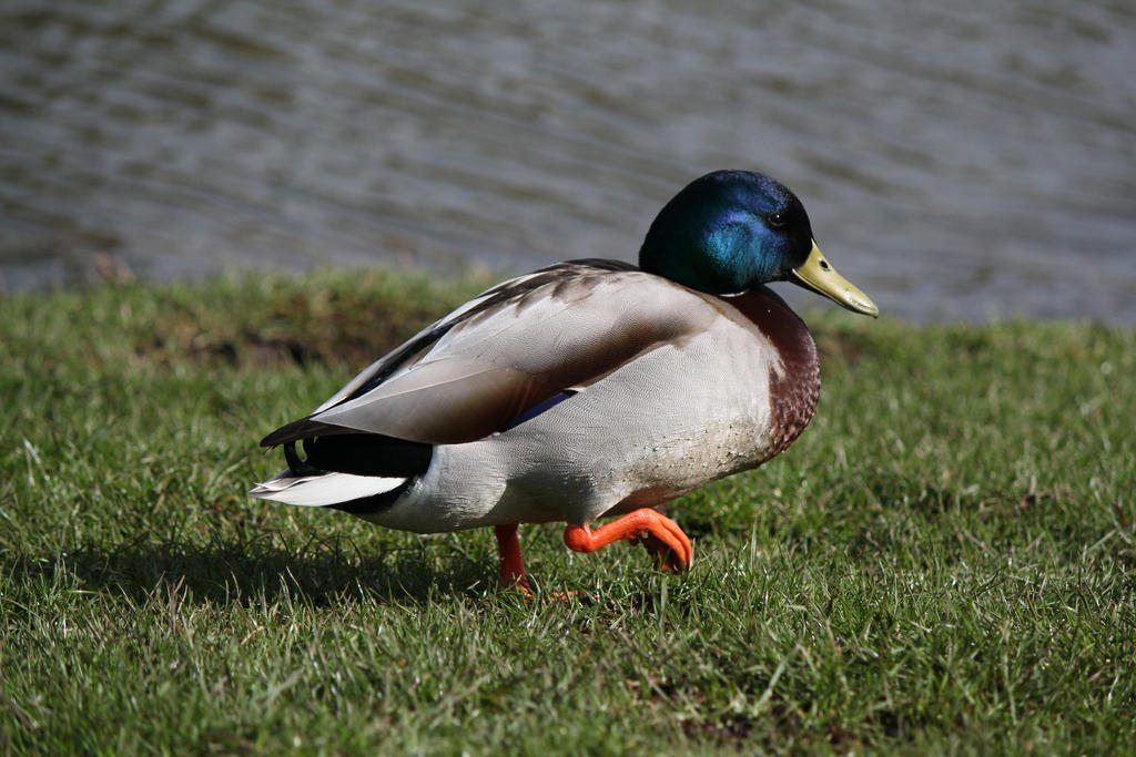 Duckstep by Smoothok on DeviantArt