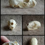 American Marten Skull