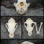 Westhighland Terrier Skull
