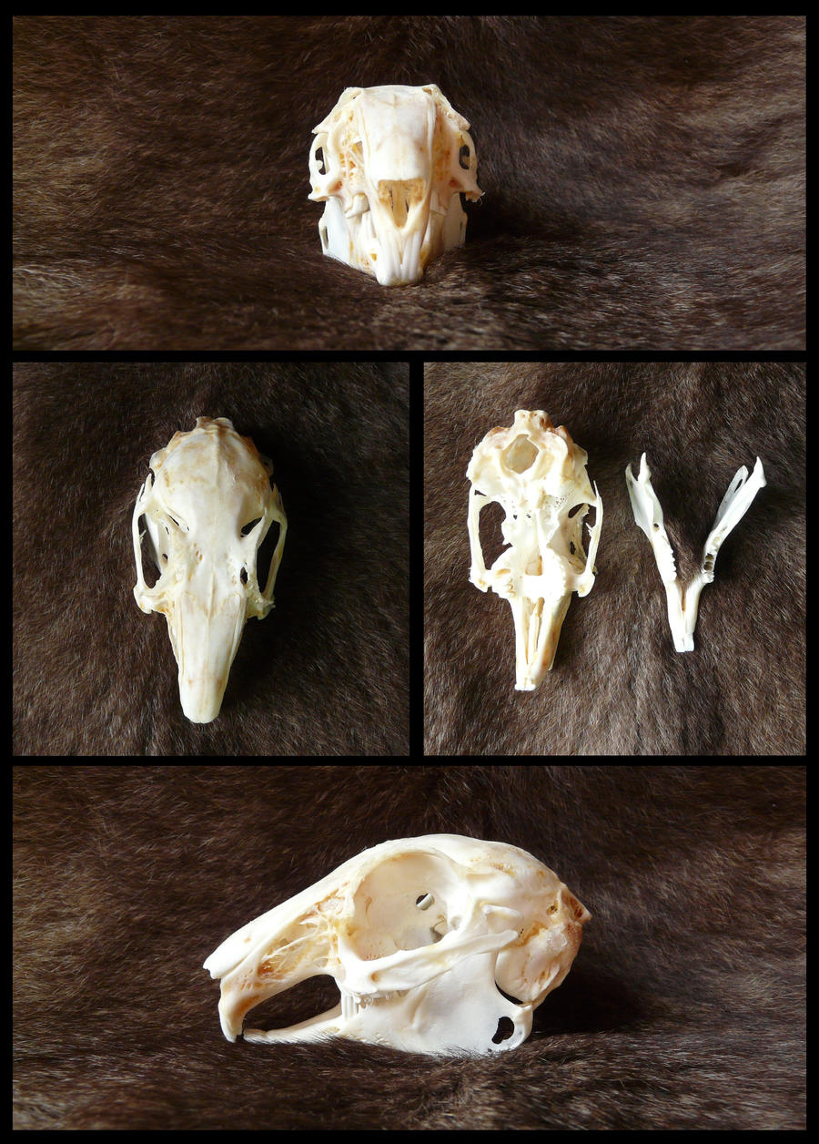 Swamp Rabbit Skull