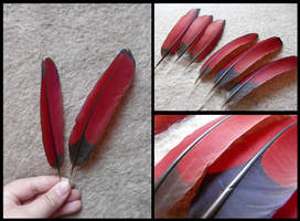 White-Cheeked Turaco Wing Feathers