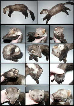 Anatomy: Beech Marten #2