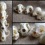 Cat Skull Comparison
