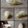 Grey Musk Shrew Skull