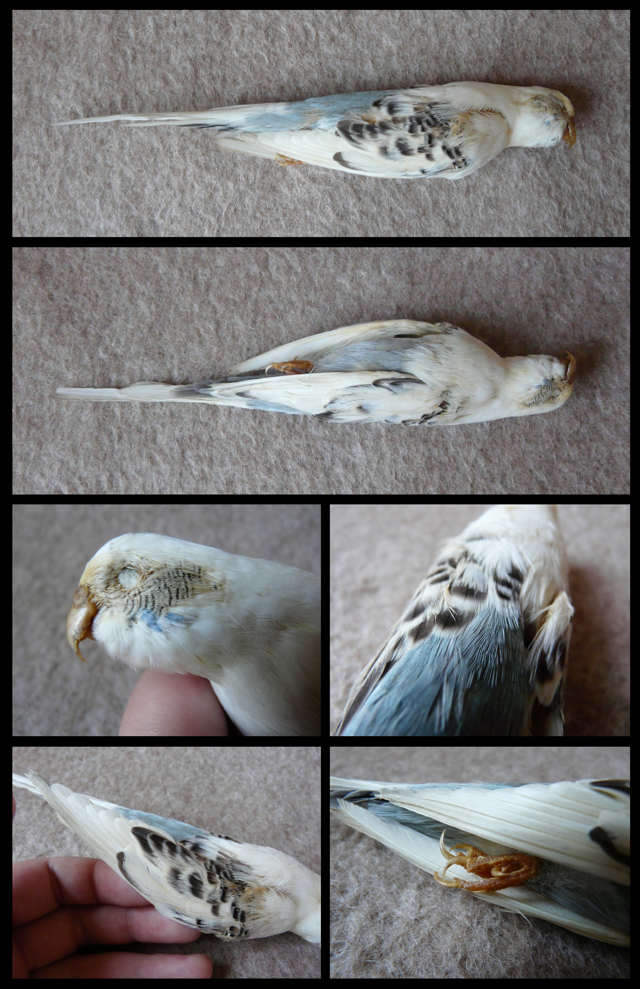 Budgie Study Skin