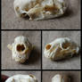 American Badger Skull #1