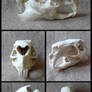 Capybara Skull