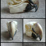 Macaw Skull