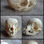 Chihuahua Skull