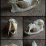 Chinese Water Deer Skull