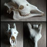 Male Giraffe Skull