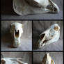 Male Haflinger Horse Skull