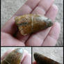 Carcharodontosaurus Tooth