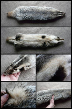 American Badger Pelt