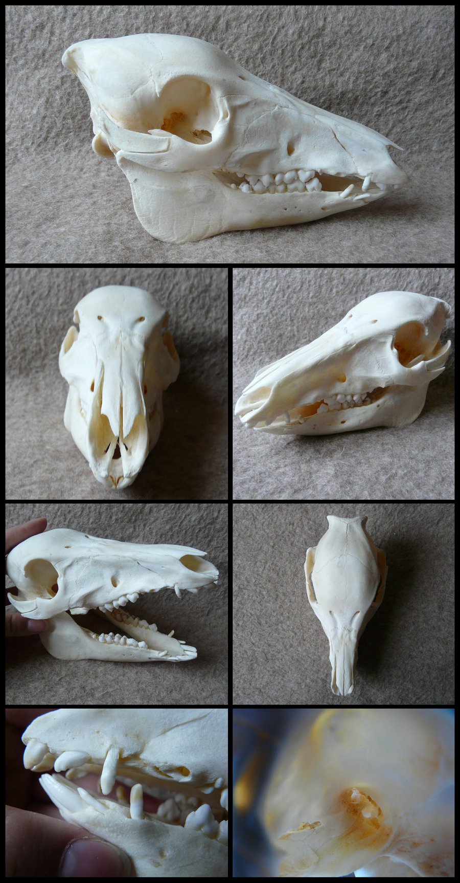 Juvenile Pig Skull