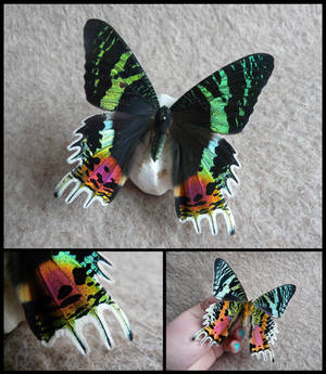 Sunset Moth