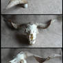 Cashmere Goat Skull