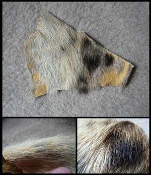 Spotted Hyena Fur