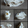 German Shepherd Skull