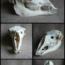Llama Skull