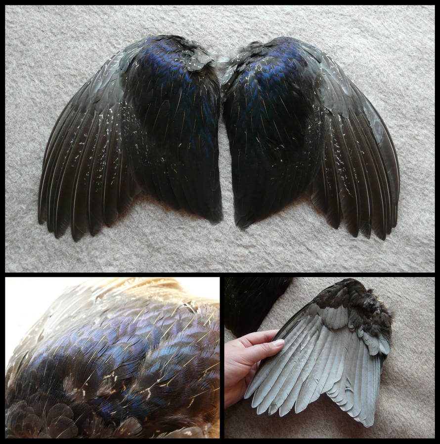 Pheasant Wing Pattern Melanistic Common Pheasant Wings by CabinetCuriosities on DeviantArt