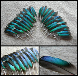 Eurasian Teal Duck Feathers