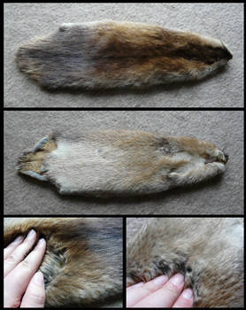 Muskrat Pelt