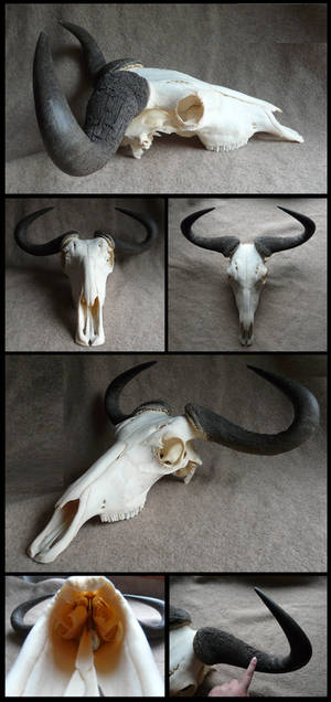 Blue Wildebeest Skull