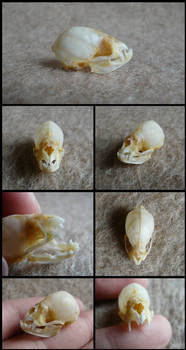 Common Vampire Bat Skull