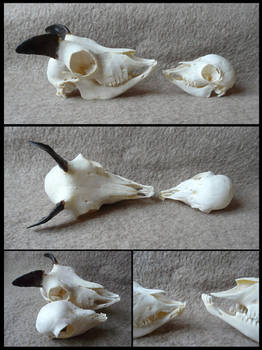 One day old mouflon Skull SOLD