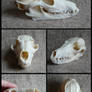 Bat-Eared Fox Skull