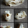 German Spitz Skull