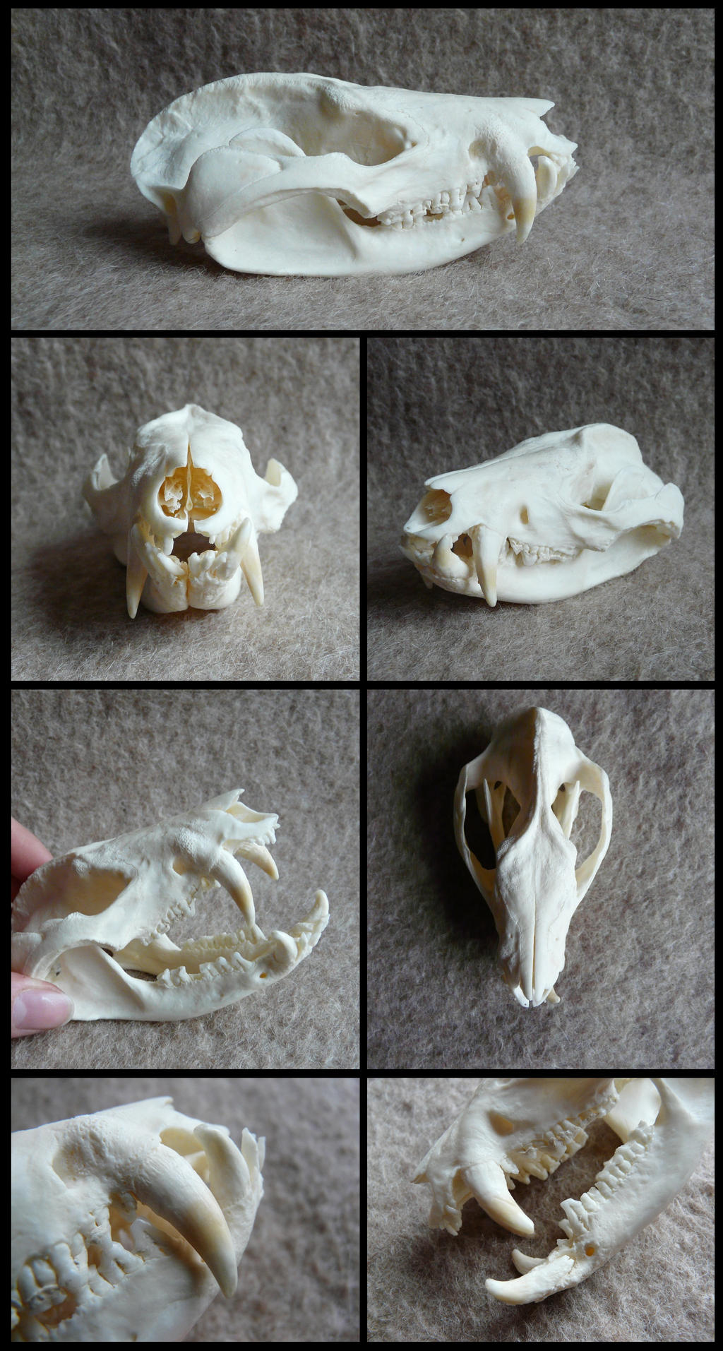 Virginia Opossum Skull