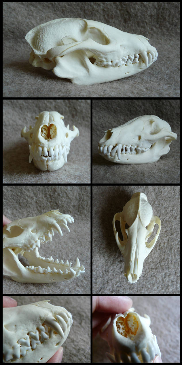Raccoon Dog Skull By Cabinetcuriosities On Deviantart