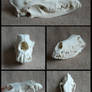 Dobermann Skull