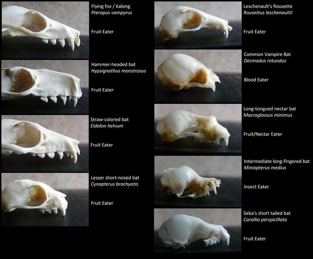 Types of Bats