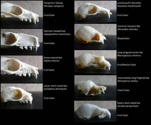 Types of Bats