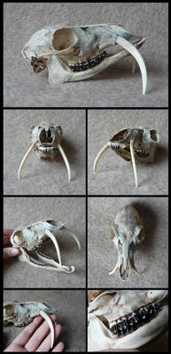 Siberian Musk Deer Skull