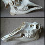 Moose Skull