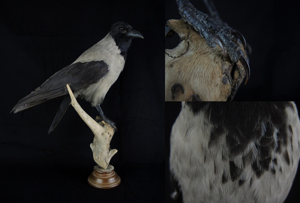 Hooded Crow Mount FOR SALE