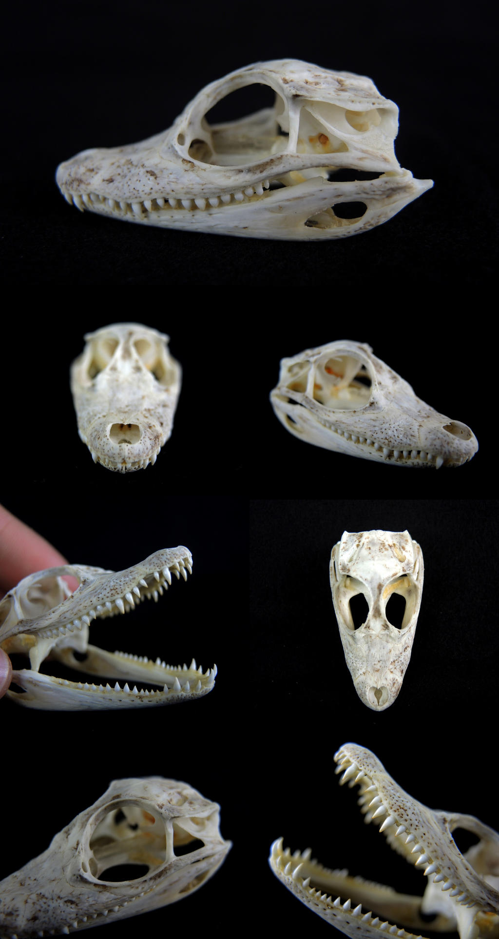 Juvenile Brown Caiman Skull