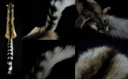 Ringtail Cat Pelt