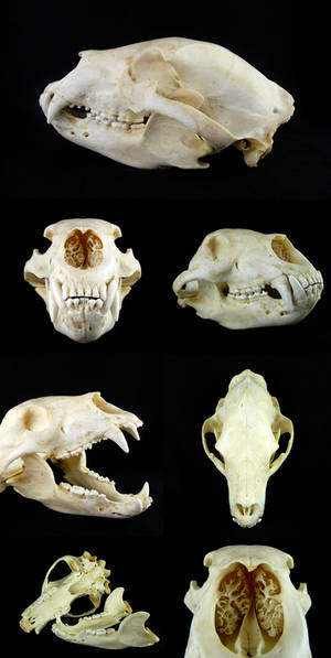 Black Bear Skull